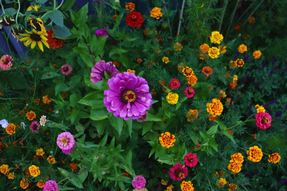 rabatt blommor